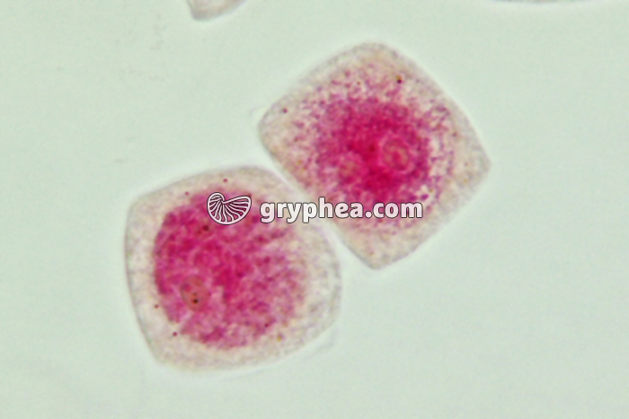 Mitose cellules de racine d'Ail - Cellules-mères x800 - gryphea.com